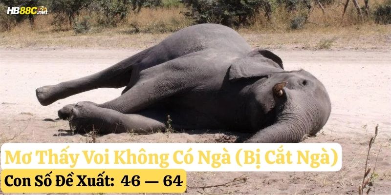 mơ thấy voi