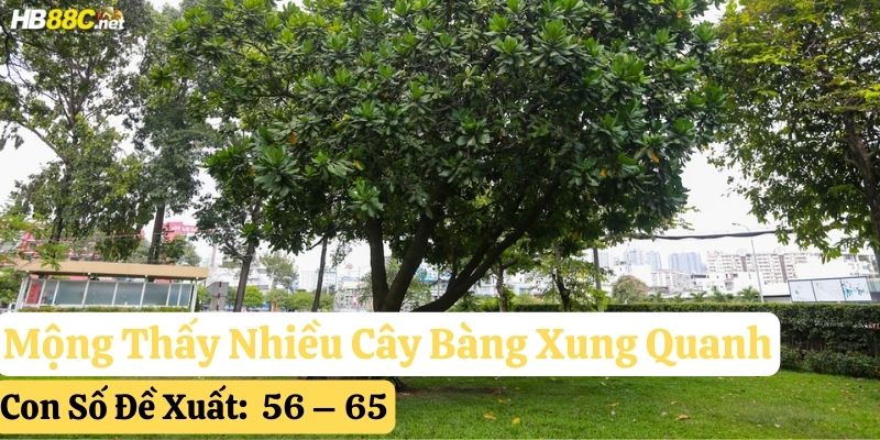 mơ thấy cây bàng