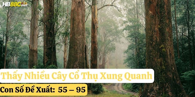 nằm mơ thấy cây cổ thụ