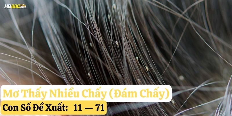 mơ thấy con chấy