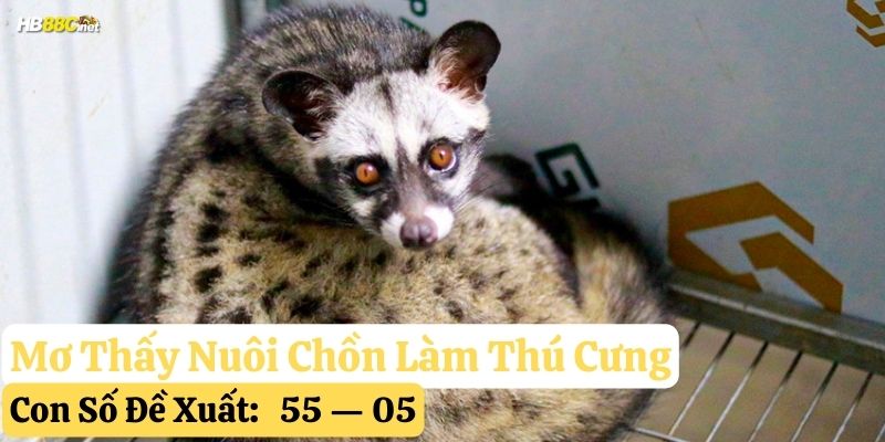 mơ thấy con chồn