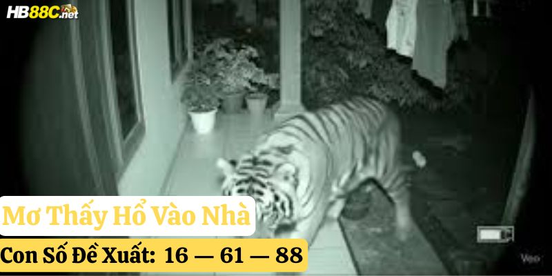 mơ thấy hổ