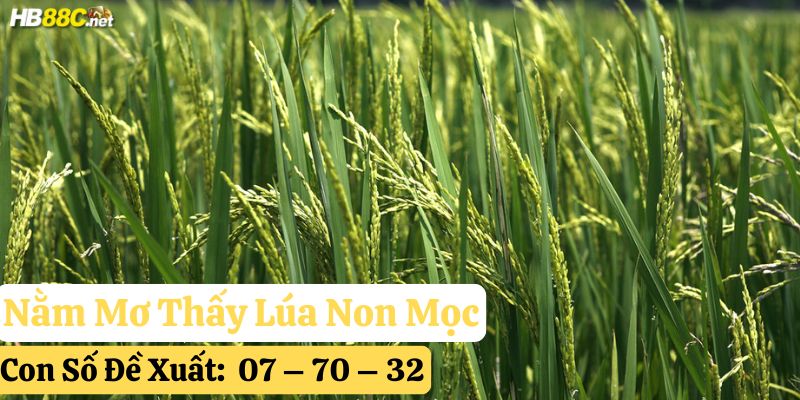 nằm mơ thấy lúa