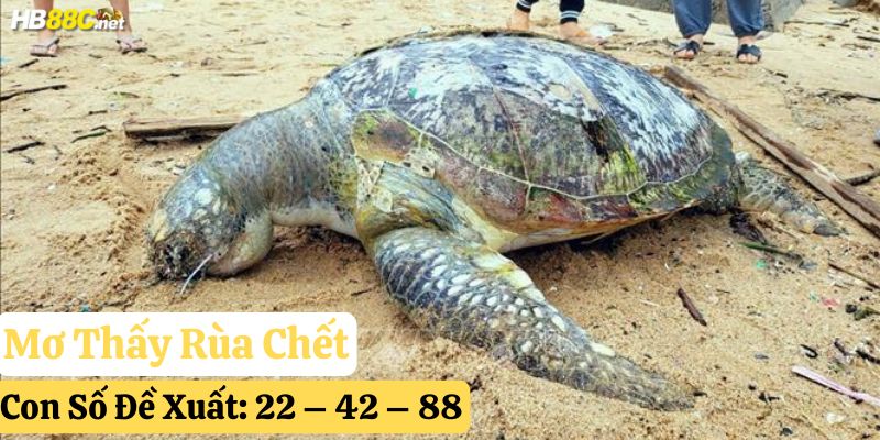 mơ thấy rùa