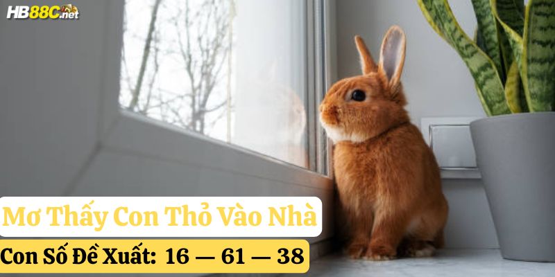 mơ thấy con thỏ