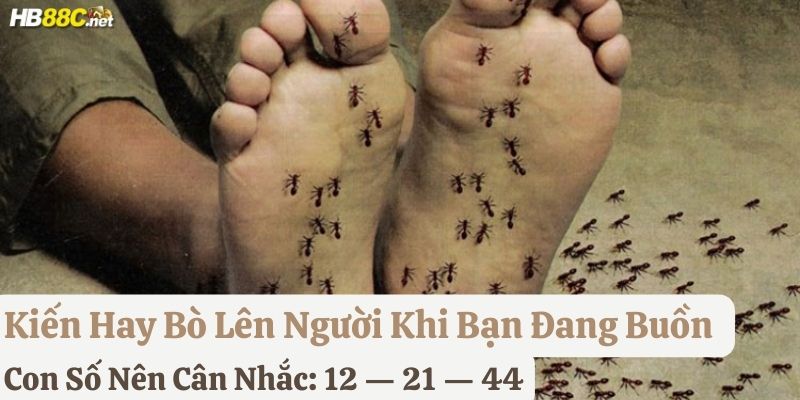 bị kiến bò lên người