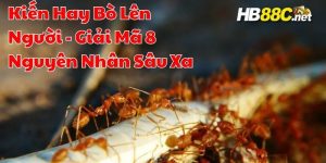 kiến hay bò lên người hb88 thumb
