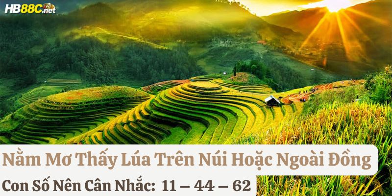 nằm mơ về lúa