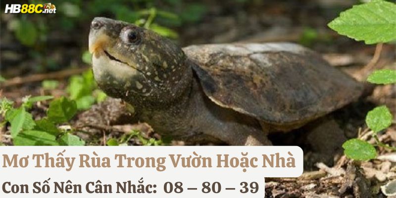nằm mơ thấy rùa