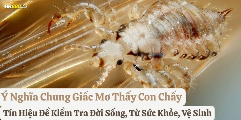 nằm mơ con chấy