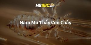 mơ thấy con chấy hb88 thumb
