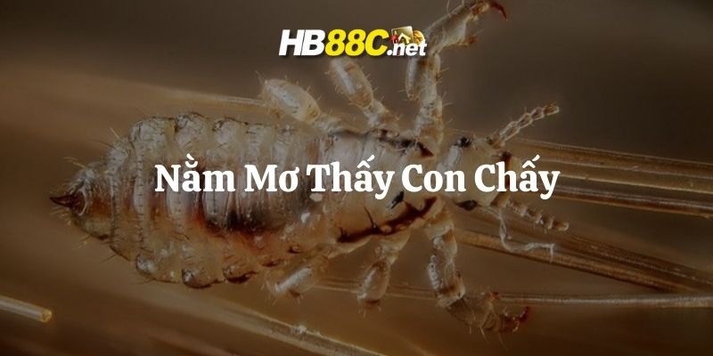 mơ thấy con chấy hb88 thumb