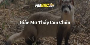 mơ thấy con chồn hb88 thumb