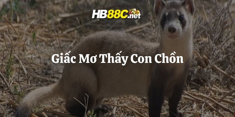 mơ thấy con chồn hb88 thumb