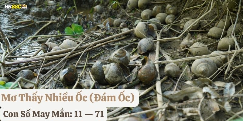 nằm mơ về ốc