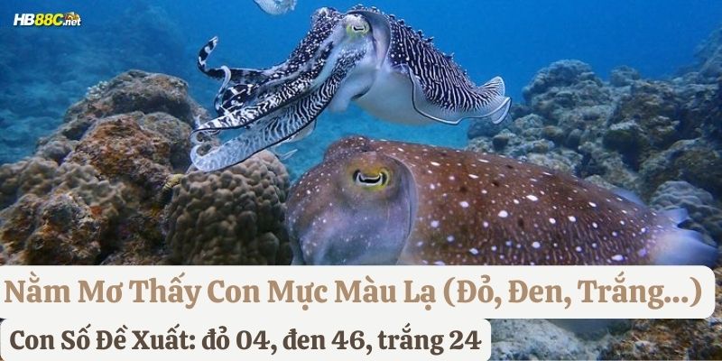 mơ con mực