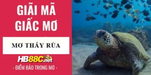 mơ thấy rùa hb88 thumb