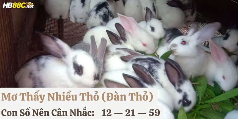 nằm mơ thấy con thỏ