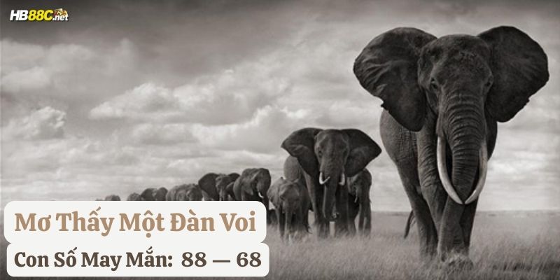 nằm mơ voi