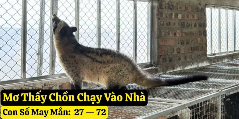 nằm mơ thấy con chồn