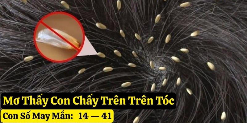 nằm mơ thấy con chấy