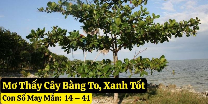 nằm mơ thấy cây bàng