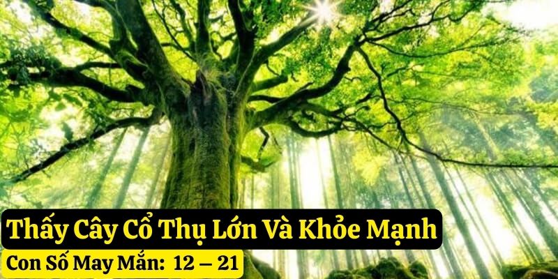 mơ thấy cây cổ thụ