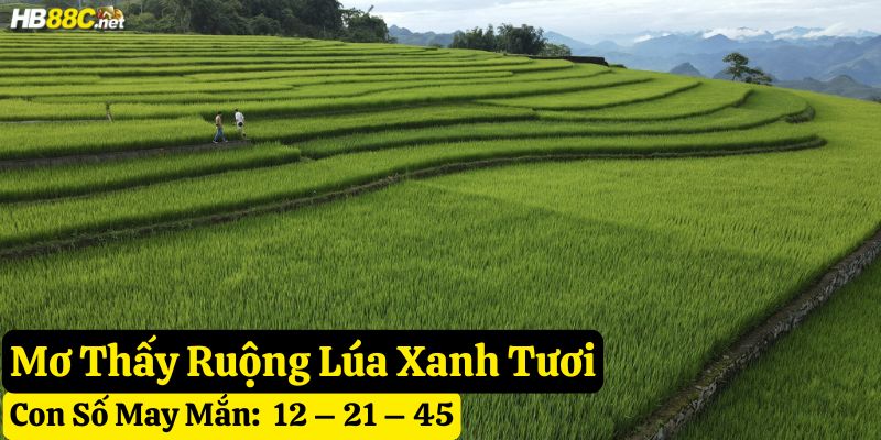mơ thấy lúa