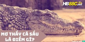 nằm mơ thấy cá sấu hb88 thumb
