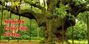 nằm mơ thấy cây cổ thụ hb88 thumb