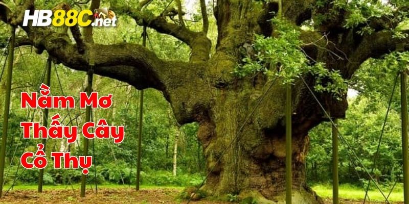 nằm mơ thấy cây cổ thụ hb88 thumb