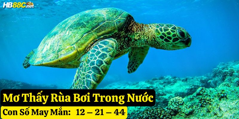 nằm mơ rùa