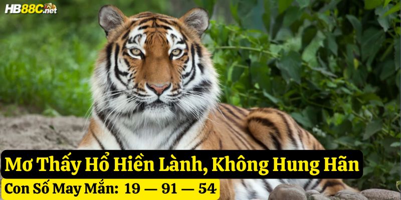 nằm mơ thấy hổ hb88